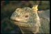 Land%20Iguana%20471034